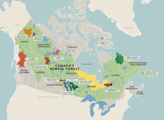 IMAGE: Protecting Canada's boreal forest also protects America's multi-billion dollar bird-hunting and bird-watching industries. CREDIT: Boreal Songbird Initiative