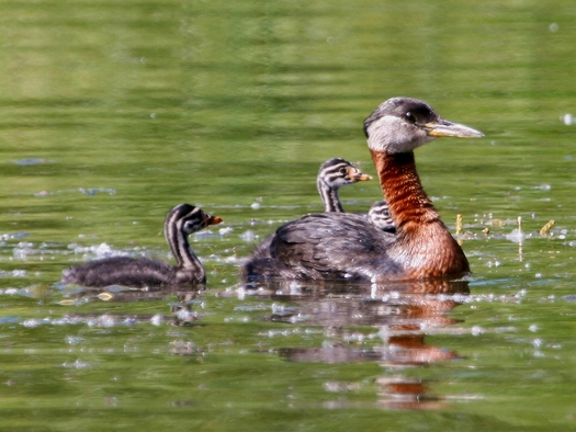 PHOTO: The red-necked grebe has more than 80 percent of its breeding population in Canada's boreal forest, a massive area that bird conservationists say is threatened by development. Photo credit: Wikipedia.