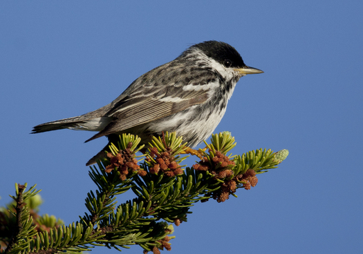 Birds like the Blackpoll Warbler are among those who rely on the undisturbed qualities of the boreal forest to thrive and reproduce.  Photo courtesy of the Boreal Songbird Initiative. 