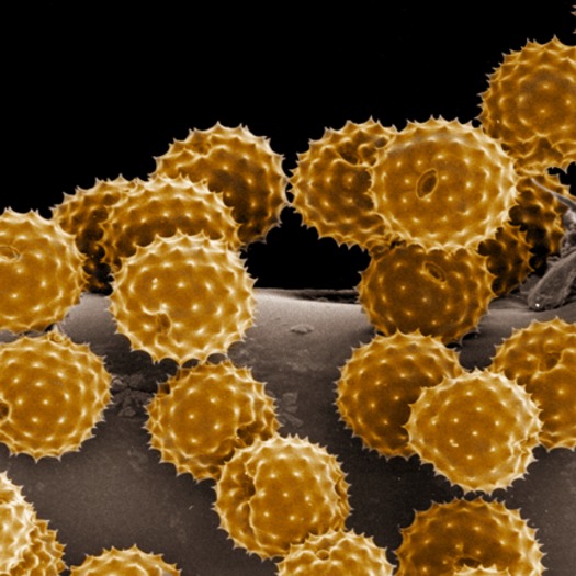 PHOTO: A microscopic view of pollen. The third National Climate Assessment released today shows that longer growing seasons associated with climate change mean Virginians have been affected by more allergens. Photo credit: NOAA