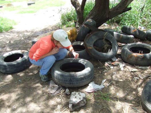 Photo: Mosquito larvae live in water puddled in tires, which Hayden is seen here sampling. Photo courtesy Mary Hayden