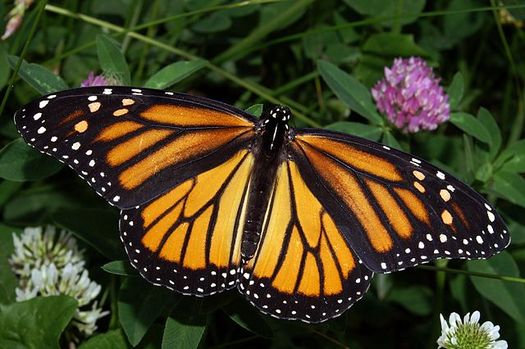 PHOTO: Citizen scientists are needed to track monarch butterflies in Colorado this summer. Photo credit: NASA