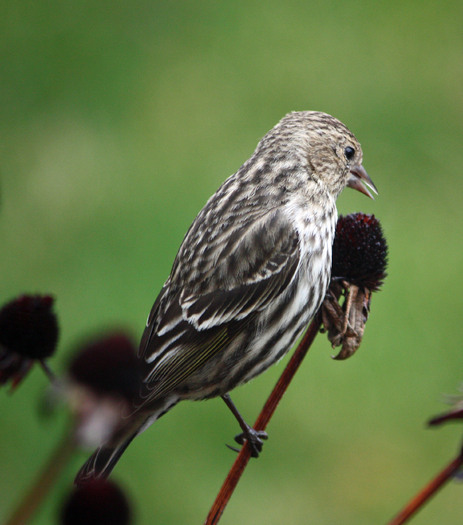 PHOTO: The pine siskin commonly is seen in Montana, but its breeding ground is in Canada's boreal forest. A new report argues that protections are needed in Canada. Photo credit: Deborah C. Smith.