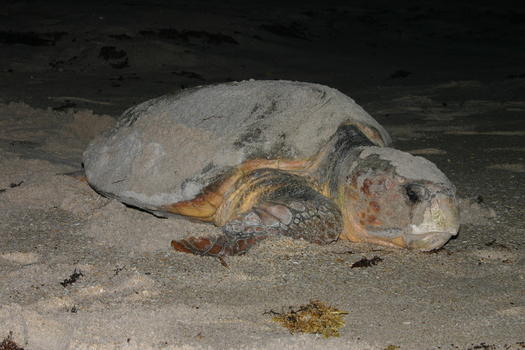 PHOTO: A report released today by the National Wildlife Federation outlines how young critters, such as sea turtles in Virginia, are facing new challenges because of climate change. Photo credit: NOAA