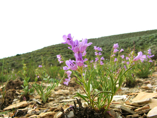 PHOTO: Advocates say the federal government should do more to protect two wildflowers that are nearly extinct. Known as beardtongues, they grow in Utah and Colorado. Photo courtesy U.S. Fish and Wildlife Service.