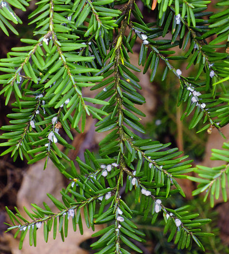 PHOTO: The tiny white pests are the Hemlock Woolly Adelgid, which can devastate entire stands of hemlock and are jeopardizing the health of Pennsylvania's state tree. Photo credit: Nicholas Tonelli/Wikimedia Commons