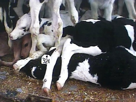 PHOTO: An undercover investigation by the Humane Society of the United States revealed animal abuse. Videotape from the investigation showed veal calves only a few days old were kicked, slapped and repeatedly shocked with electric prods and subjected to other mistreatment. Photo Credit: HSUS
