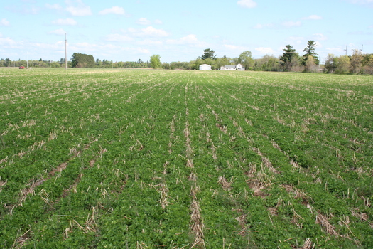 PHOTO: Cover crops, like the clover seen here, are becoming quite popular among Wisconsin farmers looking to prevent erosion, reduce soil loss, and retain nutrients. (UW Extension photo)
