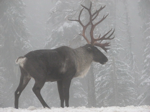 PHOTO: The only herd of woodland caribou in the U.S., Idaho's Selkirk herd, is down to 18 animals. Photo credit: Steve Forrest, U.S. Fish and Wildlife Service.