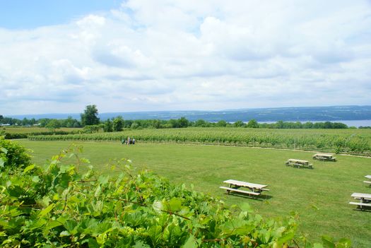 PHOTO: Vineyards near Seneca Lake and the tourism they attract are threatened by plans to expand and add oil and gas facilities on the western shore, according to opponents of the development. Photo credit: Tthass/Wikimedia Commons.