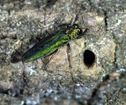 PHOTO: More than 140 million ash trees cover the state of Indiana, and experts say this is the peak season for potential threats to their survival by the destructive emerald ash borer. Photo credit: D. Herms, The Ohio State University.
