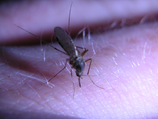 PHOTO: Mosquitoes and ticks are more than a seasonal nuisance. They can spread disease and, with experts predicting a heavy insect season in Michigan, people are urged to take precautions when outdoors. Photo credit: Mrooczek262/morguefile.com