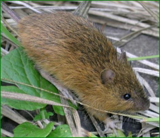 PHOTO: Conservation groups are urging government agencies to work quickly to protect the habitat of the New Mexico meadow jumping mouse, which also lives in Arizona, and is now officially listed an endangered species. Photo courtesy of the U.S. Fish and Wildlife Service.