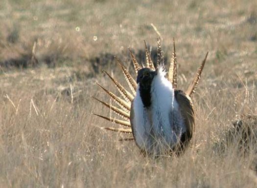 PHOTO: The possible listing of greater sage-grouse is expected to be one of the tough topics at the Western Governors' Association meeting this week. CREDIT: Bureau of Land Management