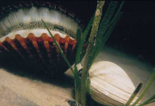 PHOTO: A new report released by the Nature Conservancy finds nitrogen pollution is a 