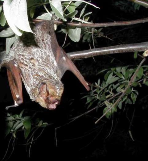 PHOTO: Two bats that tested positive for rabies in the Albuquerque area have state health officials urging the public to avoid all wild animals, living or dead. CREDIT: U.S. Geological Survey.