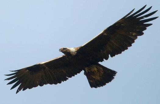 Work Under Way To Track Utahs Declining Golden Eagle