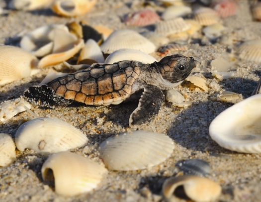 PHOTO: Tiny green turtles are among the hundreds of turtle babies that hatch every year on Florida beaches. June is prime nesting season for sea turtles. Photo courtesy Sea Turtle Conservancy.