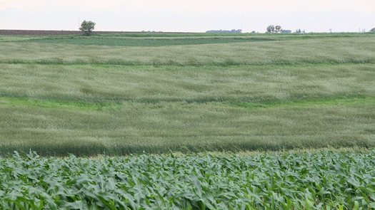 PHOTO: A rye field at the Tim & Ethel Sieren farm in Iowa. CREDIT: Practical Farmers of Iowa.