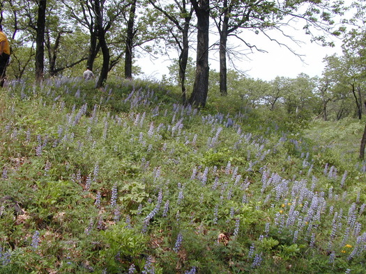 PHOTO: A restoration effort is getting underway this summer to restore oak savanna habitat in Miller Woods and other areas around the Indiana Dunes. Photo courtesy of the National Park Service. 