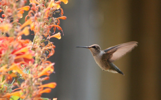 PHOTO: Hummingbirds, beetles, flies, bees and wasps are being saluted for National Pollinator Week. Photo credit: Deborah C. Smith