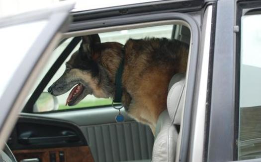 PHOTO: Taking Fido for a ride in the car is one of the joys of summer, but veterinarians caution against ever leaving a pet in the car unattended, even with the windows cracked. Photo credit: pippalou/morguefile.com