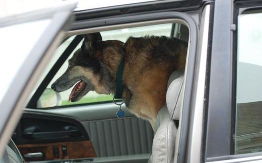 PHOTO: Taking Fido for a ride is one of the joys of summer. But veterinarians caution against leaving a pet in a vehicle unattended, even with the windows cracked. Photo credit: pippalou/morguefile.com.