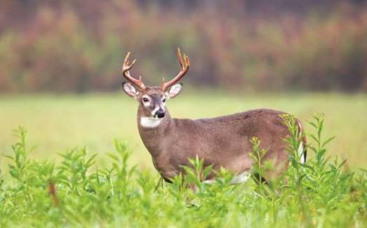 PHOTO: North Carolina's deer population has not yet been affected by Chronic Wasting Disease, but wildlife conservationists say it could be at risk if not properly managed. Photo courtesy North Carolina Wildlife Federation
