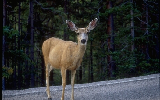 PHOTO: The Nevada Department of Wildlife warns residents can expect more contact with deer, rattlesnakes, black bears and other animals as drought pushes wildlife into populated areas in search of food and water. Photo courtesy of the National Park Service.