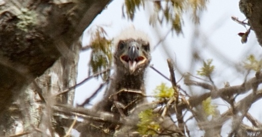 PHOTO: A close-up of one of two baby bald eagles (called eaglets) in its nest at the Nature Conservancy's Mashomack Preserve on Shelter Island. Photo credit: Jim Colligan. - See more at: http://www.publicnewsservice.org/2014-07-01/endangered-species-and-wildlife/long-island-baby-eagles-taking-wing-for-independence-day/a40228-1#sthash.St5idPBu.dpuf