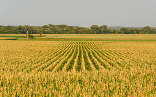 PHOTO: Those who rely on local and fresh foods in Iowa are asking for more careful application of pesticides by farmers who use them on their crops. Photo credit: Carl Wycoff/Flickr