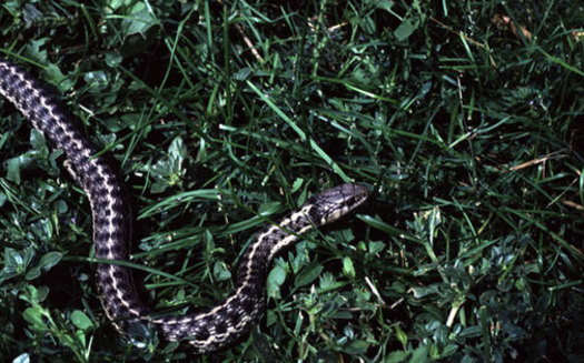 PHOTO: The narrow-headed garter snake and the northern Mexican garter snake, which live in Arizona and New Mexico, are now officially listed as threatened species under the Endangered Species Act. Photo courtesy of the National Park Service.