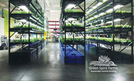 PHOTO: Just outside Scranton, a vertical farming operation has produced its first harvest of high quality, pesticide-free, non-GMO fruits and vegetables. Photo courtesy of Green Spirit Farms.