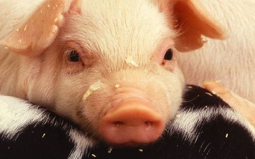 PHOTO: Porcine epidemic diarrhea virus, or PED, has killed millions of baby pigs in 30 states, but the Wisconsin State Veterinarian says PED has hit other pork-producing states much harder than Wisconsin. (Photo courtesy of Univ. of Illinois)