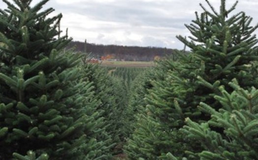 PHOTO: Michigan tree growers are hoping for host state luck this year, as the nation's top Christmas tree growers meet in Allegan to compete for the honor of providing this year's official White House Christmas tree. Photo courtesy of the Michigan Christmas Tree Association. 