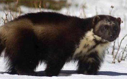 PHOTO: The U.S. Fish and Wildlife Service has decided that the wolverine will not be listed under the Endangered Species Act. About 300 animals exist in the United States, mainly in Montana, Idaho and Wyoming. Photo credit: U.S. Forest Service