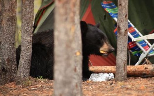 PHOTO: It's been a busy summer for state wildlife officials dealing with an increase in black bear nuisance complaints in Northern Nevada. Photo courtesy National Park Service