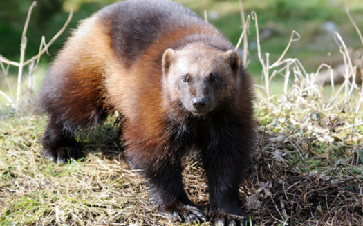 PHOTO: They may be fierce, but are they tough enough to survive climate change? The U.S. Fish and Wildlife Service has withdrawn its proposal to classify the wolverine as 