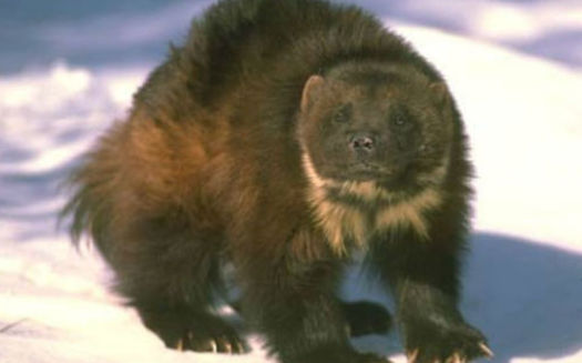 PHOTO: The U.S. Fish and Wildlife Service has decided that the wolverine will not be listed under the Endangered Species Act. About 300 animals exist in the United States, mainly in Montana, Idaho and Wyoming. Photo credit: U.S. Forest Service