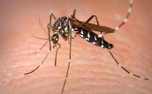 PHOTO: A new report from the National Wildlife Federation outlines how climate change is connected to a proliferation of menacing outdoor pests, such as the Asian tiger mosquito which is found in Arkansas. Photo credit: CDC/James Gathany