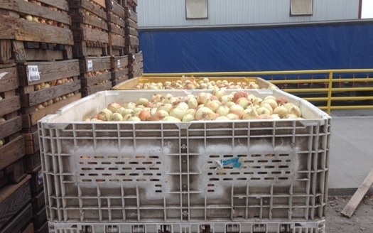 PHOTO: Oregon Food Bank picks up 1,000-pound bins of onions every other week from River Point Farms in Hermiston, for distribution to emergency food pantries across the state. Photo courtesy River Point Farms.