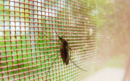 PHOTO: A new National Wildlife Federation report says climate change is prompting bigger populations of familiar pests and insects, as well as some not seen before in Pennsylvania. Photo credit: Charles Rondeau/publicdomainpictures.net