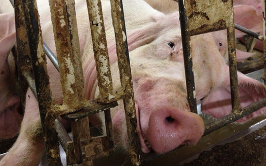 PHOTO: A legal complaint has been served over the odors emanating from a Todd County pig farm, with the plaintiffs claiming the stench is making their lives miserable. Photo credit: Mercy for Animals/Flickr.