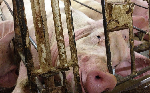 PHOTO: A legal complaint has been served over the odors emanating from a Minnesota pig farm with Iowa owners, with the plaintiffs claiming the stench is making their lives miserable. Photo credit: Mercy for Animals/Flickr.