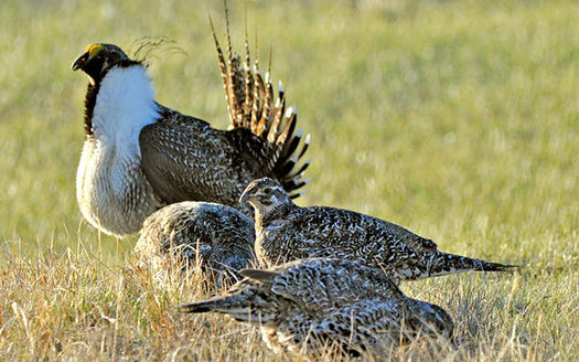 PHOTO: Several conservation groups are calling on an oil and gas group to work together on voluntary conservation efforts that can help the greater sage grouse from being listed as a threatened species. Photo credit: U.S. Fish and Wildlife Service.