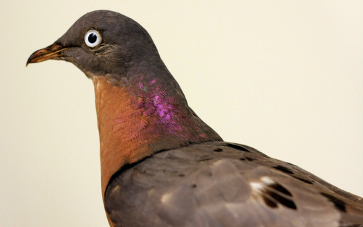 PHOTO: Monday is the anniversary of the extinction of the passenger pigeon. The bird once numbered around 5-billion in North America. Photo credit: Tim Lenz/Flickr.