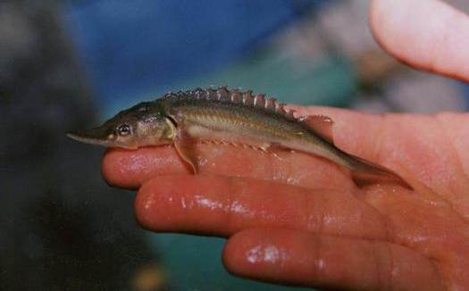 PHOTO: This tiny sturgeon fry could grow up to be 5 to 6 feet in length, and can live for 70 years or more. This weekend's Columbia River Sturgeon Festival in Vancouver, Wash. pays tribute to this prehistoric fish species. Photo courtesy Wash. Dept. of Fish and Wildlife.