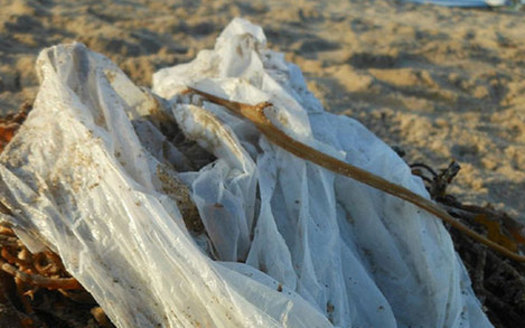 PHOTO: California is poised to become the first state in the U.S. to institute a statewide ban on single-use grocery store plastic bags. Advocates say the measure will help the environment and save tax dollars. Photo credit: Heal the Bay.