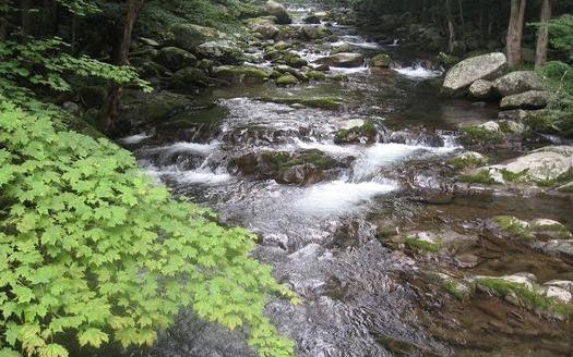 PHOTO: Conservationists are concerned about the potential impact of a huge natural-gas pipeline on parts of the Monongahela and George Washington National Forests, such as Laurel Creek in the GW. Photo courtesy of Wild Virginia.   