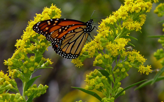 PHOTO: The monarch butterfly is one of the species found in Indiana that are listed in a new report about plants and animals experiencing dramatic population declines. Photo credit: Dendroica cerulea/Flickr.